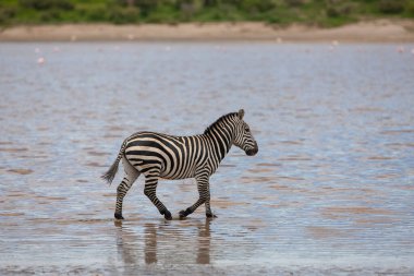 Bir zebra Tanzanya 'daki Savana' da Serengeti nehrinde 