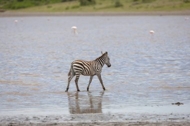 Nehir suyunda yürüyen zebra. Tanzanya savanası.