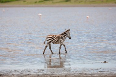 Serengeti nehir suyunda bir zebra, Tanzanya 