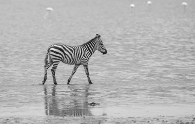 Serengeti Savanna, Tanzanya Milli Parkı 'ndaki nehir suyunda vahşi zebranın siyah beyaz fotoğrafı. 