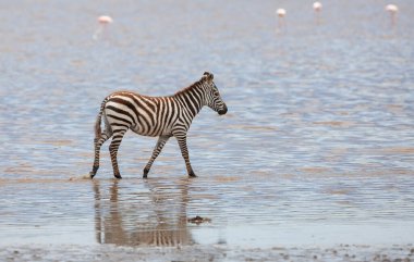 Serengeti nehir suyunda bir zebra, Tanzanya 