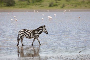 Tanzanya 'daki savanada nehir suyunda bir zebra. 