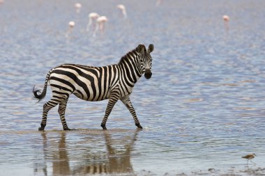 Tanzanya 'daki savanada nehir suyunda bir zebra. 
