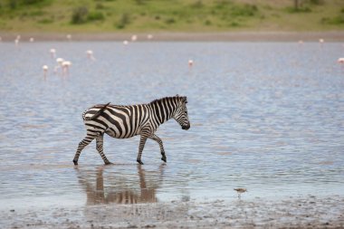 Nehir suyunda yürüyen zebra. Tanzanya savanası.