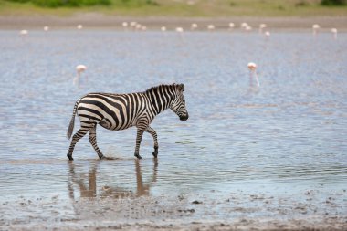 Nehir suyunda yürüyen zebra. Tanzanya savanası.