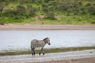 Serengeti nehir suyunda bir zebra, Tanzanya 