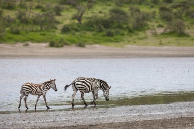 Tanzanya 'nın Serengeti Milli Parkı' ndaki nehir kenarındaki vahşi zebralar..