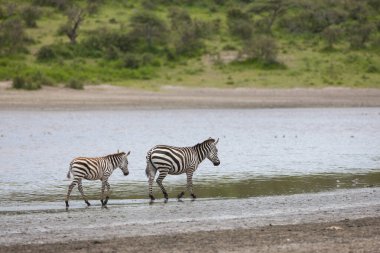 Tanzanya 'nın Serengeti Milli Parkı' ndaki nehir kenarındaki vahşi zebralar..