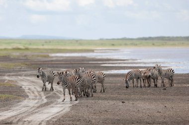 Serengeti 'de yaz günü. Tanzanya 'daki vahşi zebralar. arkaplanda göl 