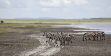Serengeti 'de yaz günü. Tanzanya 'daki vahşi zebralar. arkaplanda göl 
