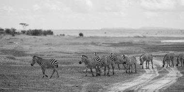 Serengeti, Tanzanya Ulusal Parkı 'ndaki vahşi zebraların siyah beyaz fotoğrafı.