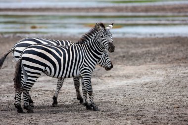 Serengeti 'de vahşi Tanzanya zebraları.
