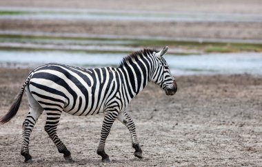 Serengeti 'de nehir kıyısında bir zebra. Tanzanya 'da savana 