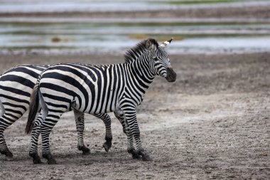 Tanzanya 'nın Serengeti Ulusal Parkı' ndaki vahşi zebralar.