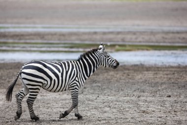 Serengeti 'de yaz günü. Tanzanya 'daki savanada bir zebra 