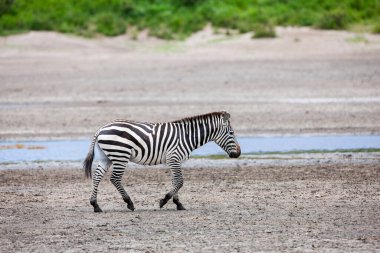 Serengeti 'de yaz günü. Tanzanya 'daki savanada bir zebra. arkaplanda yeşil bitkiler 