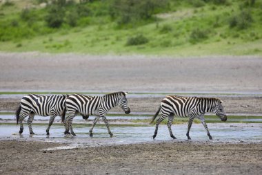 Vahşi zebralar Tanzanya 'nın engin ovalarında dolaşırlar, özellikle de ünlü Serengeti' nin içinde..