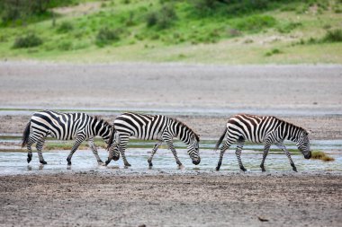 Vahşi zebralar Tanzanya 'nın engin ovalarında dolaşırlar, özellikle de ünlü Serengeti' nin içinde..