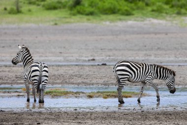 Tanzanya 'nın Serengeti Milli Parkı' ndaki nehir kenarındaki vahşi zebralar..