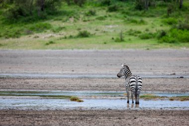 Serengeti 'de yaz günü. Tanzanya 'daki savanada bir zebra. arkaplanda yeşil bitkiler 