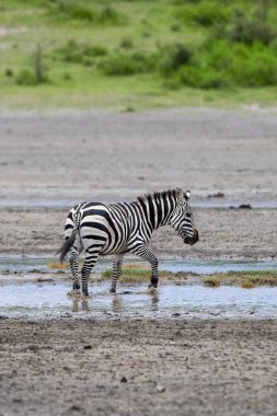 Serengeti 'de yaz günü. Tanzanya 'daki savanada bir zebra. arkaplanda yeşil bitkiler 