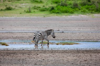 Serengeti 'de yaz günü. Tanzanya 'daki savanada bir zebra. arkaplanda yeşil bitkiler 
