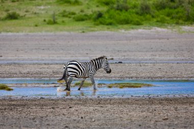 Tanzanya 'daki savanada nehir suyunda bir zebra. 