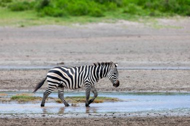 Serengeti 'de yaz günü. Tanzanya 'da su birikintisi olan bir zebra savanada 