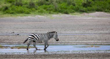 Tanzanya 'daki savanada nehir suyunda bir zebra. 