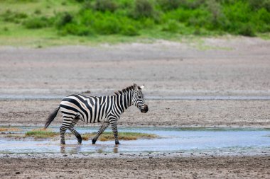 Nehir suyunda yürüyen zebra. Tanzanya savanası.
