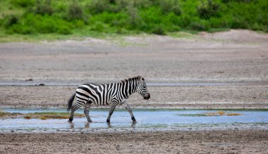 Nehir suyunda yürüyen zebra. Tanzanya savanası.