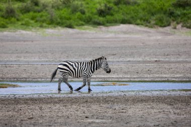 Bir zebra Tanzanya 'daki Savana' da Serengeti nehrinde 