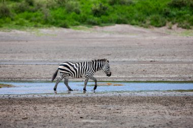 Bir zebra Tanzanya 'daki Savana' da Serengeti nehrinde 