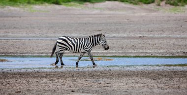 Serengeti 'de yaz günü. Tanzanya 'daki savanada bir zebra. arkaplanda yeşil bitkiler 