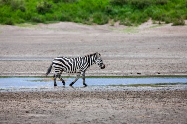 Bir zebra Tanzanya 'daki Savana' da Serengeti nehrinde 
