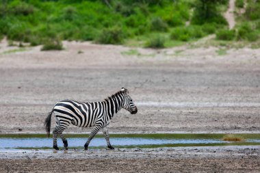 Serengeti 'de yaz günü. Tanzanya 'da su birikintisi olan bir zebra savanada 