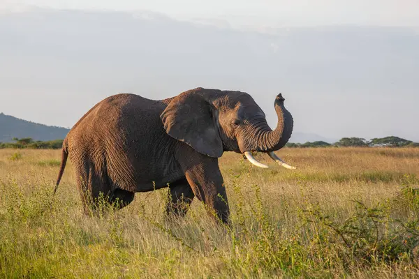 Otlakta otlayan bir filin olduğu büyük bir ulusal park..