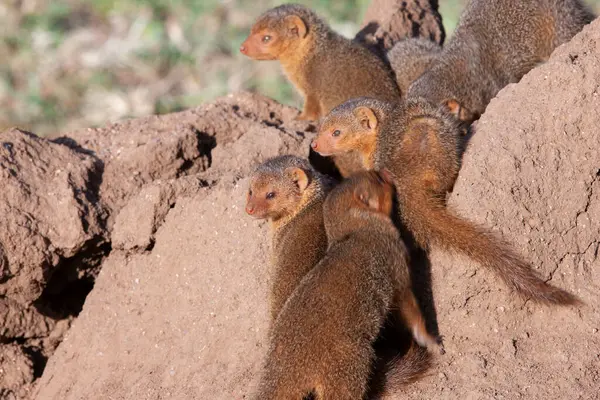 Sıcak yaz gününde Serengeti Ulusal Parkı 'nda küçük firavunfareleri 