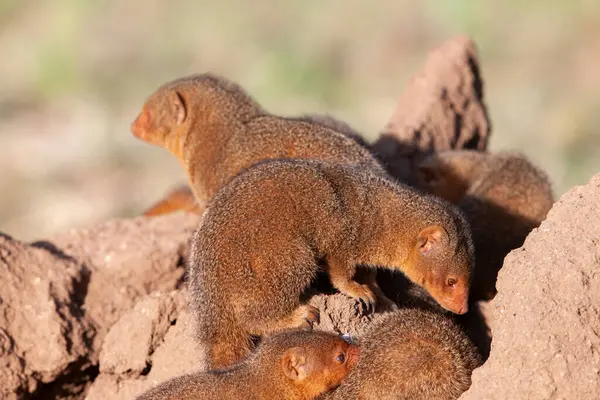 Tanzanya 'da kumlu zeminde küçük bir firavun faresi ailesi. Serengeti Milli Parkı.