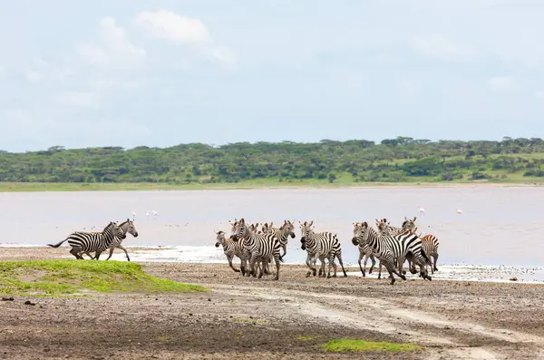 Vahşi doğa ve hayvan. Zebralar Serengeti savanasındaki nehir kenarında özgürce dolaşıyorlar. 