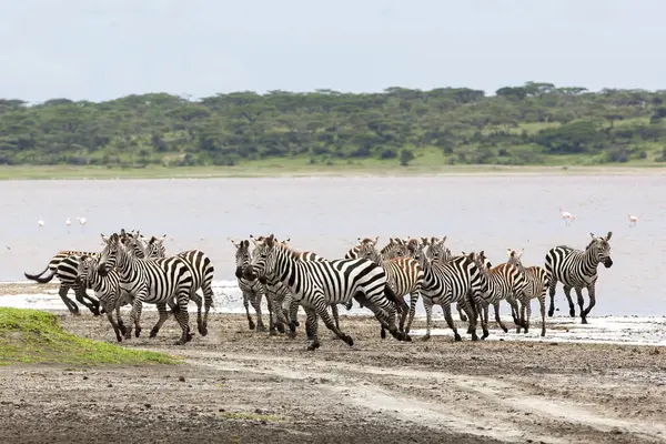 Zebralar Serengeti savanasında nehir kenarında özgürce dolaşırlar. Çevrede vahşi doğa ve hayvan 
