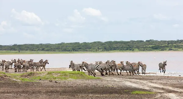 Vahşi zebralar Tanzanya, Serengeti ovalarında özgürce dolaşıyorlar..