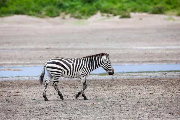 Serengeti 'de yaz günü. Tanzanya 'daki savanada bir zebra. arkaplanda yeşil bitkiler 