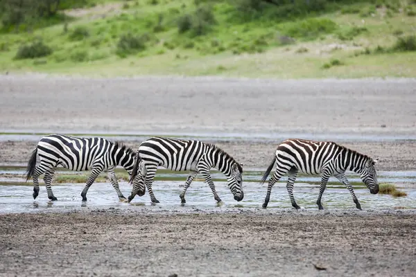 Vahşi zebralar Tanzanya 'nın engin ovalarında dolaşırlar, özellikle de ünlü Serengeti' nin içinde..