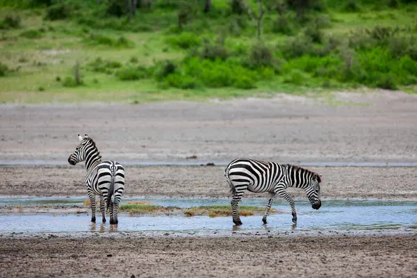Tanzanya 'nın Serengeti Milli Parkı' ndaki nehir kenarındaki vahşi zebralar..