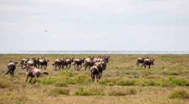 Tanzanya 'daki Serengeti Ulusal Parkı' ndaki bir çayırda antiloplar 
