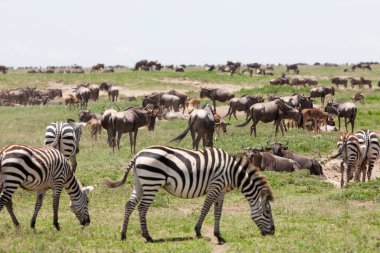Zebralar ve antiloplarla dolu çayır. Serengeti 'nin Tanzanya savanası çeşitli vahşi hayvanlara ev sahipliği yapıyor 