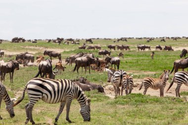Zebralar ve antiloplarla dolu çayır. Serengeti 'nin Tanzanya savanası çeşitli vahşi hayvanlara ev sahipliği yapıyor 