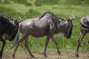 Serengeti. Tanzanya 'daki dünyaca ünlü ekosistem ve milli park. Savanadaki bir grup antilop.  