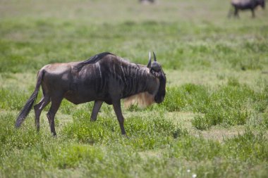 Sivrisinek savanada. Tanzanya 'daki Serengeti Milli Parkı 